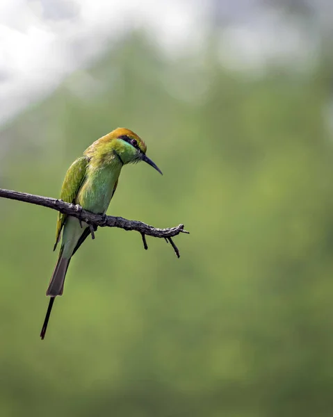 Imagem Isolada Pássaro Comedor Abelhas Verdes Merops Orientalis Sentado Galho — Fotografia de Stock