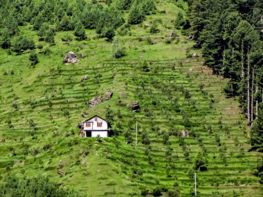 Manali, Hindistan 'da dağ yamacında yemyeşil ağaçları olan yalnız, çift katlı, şirin beyaz bir ev..