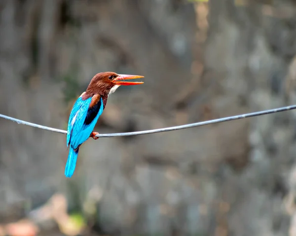 Selective Focus Shallow Depth Field Brightly Blue Colored Indian Kingfisher — Stok Foto