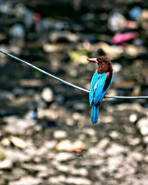 Foco Seletivo Profundidade Campo Rasa Pássaro Kingfisher Indiano Cor Azul — Fotografia de Stock