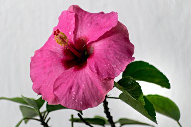 Güzel pembe Hibiscus çiçeği ve temiz beyaz arkaplanı olan bitki.