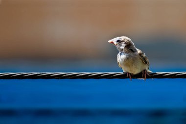 Yeni doğmuş, aç bir bebek serçe. Ailesinden yemek beklerken tel üzerinde zar zor dengede duruyor..
