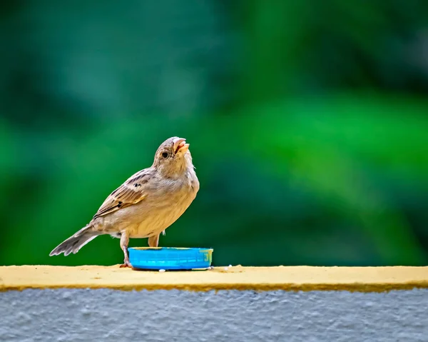 Selektiver Fokus Geringe Schärfentiefe Isoliertes Bild Eines Weiblichen Sperlings Der — Stockfoto