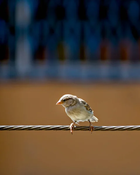 Gorrión Bebé Recién Nacido Hambriento Apenas Balanceándose Alambre Esperando Comida — Foto de Stock