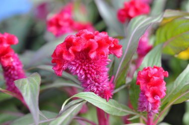 cockscomb çiçek veya Çince yün Çiçek Bahçe.