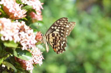 Butterfly on ixora flower