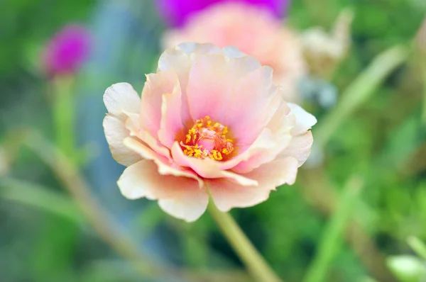 Portulaca oleracea — Stock Photo, Image