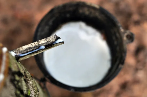 Kauçuk ağacı ahşap bir kase içine süt — Stok fotoğraf