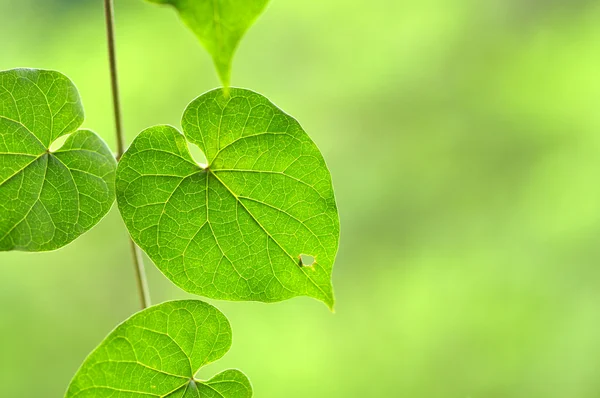 Fresh and green leaves — Stock Photo, Image