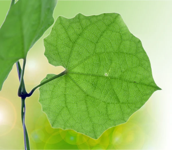 Summer branch with fresh green leaves — Stock Photo, Image