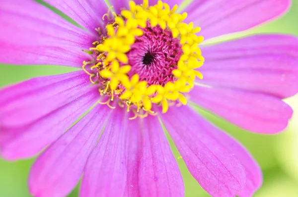 Cynia violacea cav kwiat — Zdjęcie stockowe