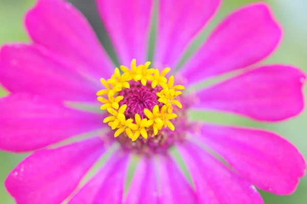 Flor de Zinnia Violacea Cav — Foto de Stock