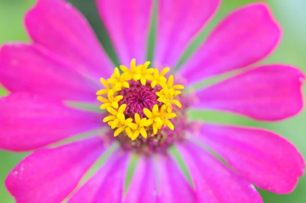 Fleur de Zinnia violacea cav — Photo