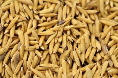 pirinç hububat grubundaki