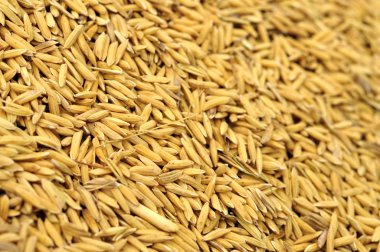 pirinç hububat grubundaki