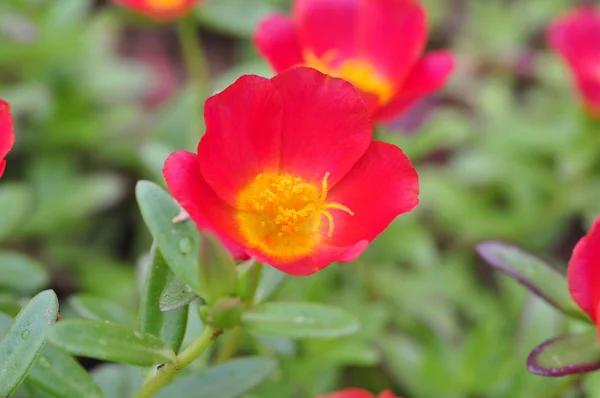 Pink Portulaca oleracea flower. — Stock Photo, Image