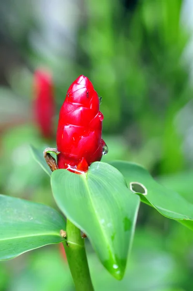 Gingembre malais rouge — Photo