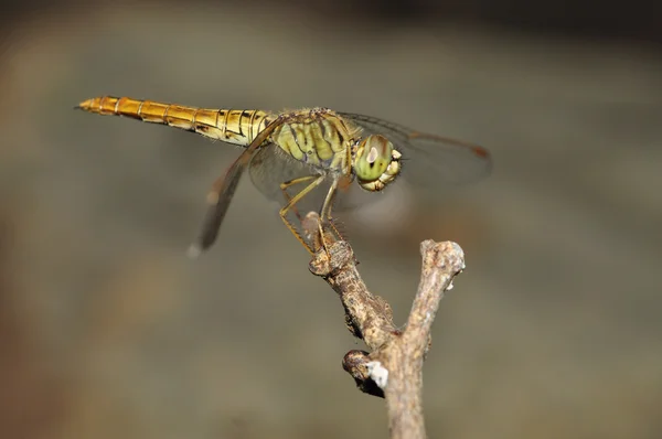 Green dragonfly — Stock Photo, Image