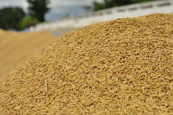 Rijst graan in boerderij — Stockfoto