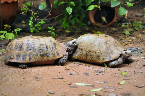 Schildkröte — Stockfoto