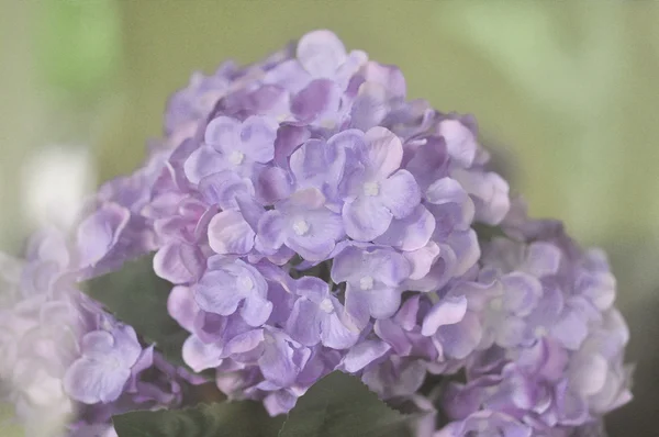 Flores de costura hechas a mano — Foto de Stock