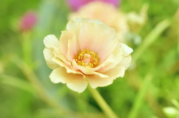 Portulaca oleracea — Stockfoto