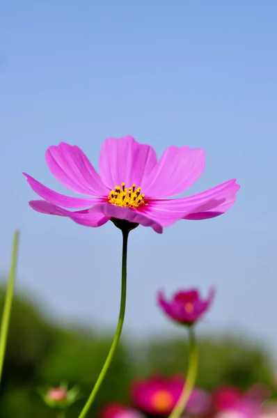 Kosmos blomman — Stockfoto