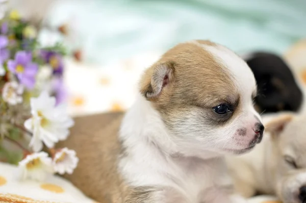 Cane cucciolo chiwawa animale domestico — Foto Stock