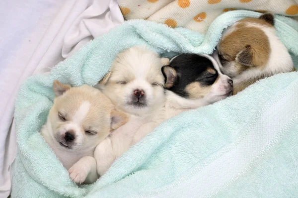 chiwawa yavru köpek pet