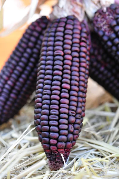 Чёрная кукуруза — стоковое фото