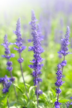 softfocus lavanta çiçeği