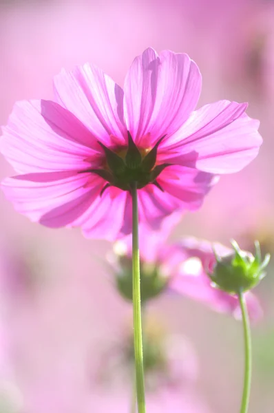 Kwiaty w softfocus — Zdjęcie stockowe