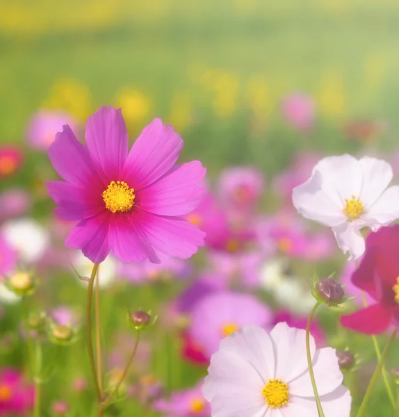 Kwiat kosmei w świetle dziennym — Zdjęcie stockowe