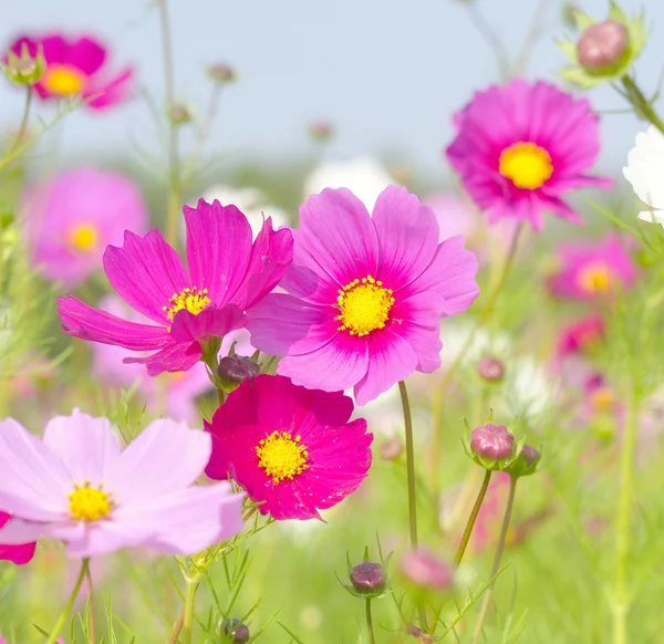 Die Blume des Kosmos im Softfokus — Stockfoto