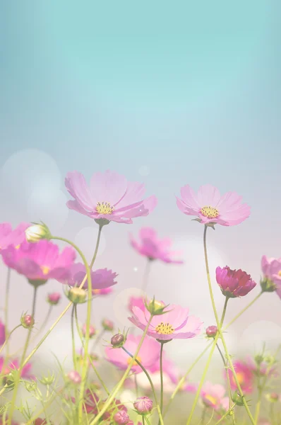 Flor en softfocus — Foto de Stock