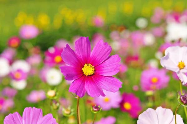 Kwiat kosmei w świetle dziennym — Zdjęcie stockowe