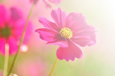 softfocus içinde çiçek