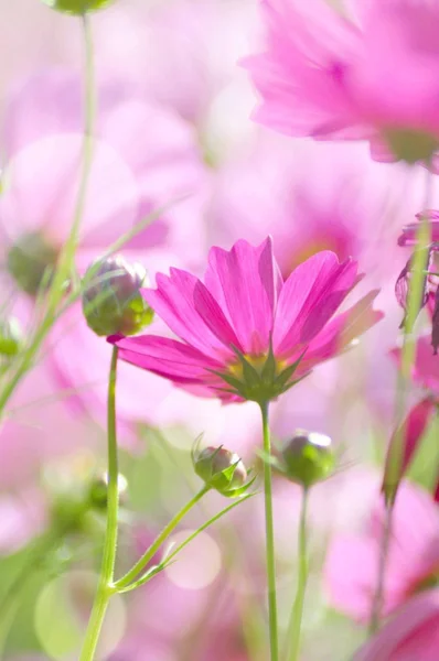 Kwiaty w softfocus — Zdjęcie stockowe