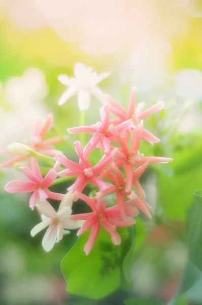Flor en softfocus — Foto de Stock