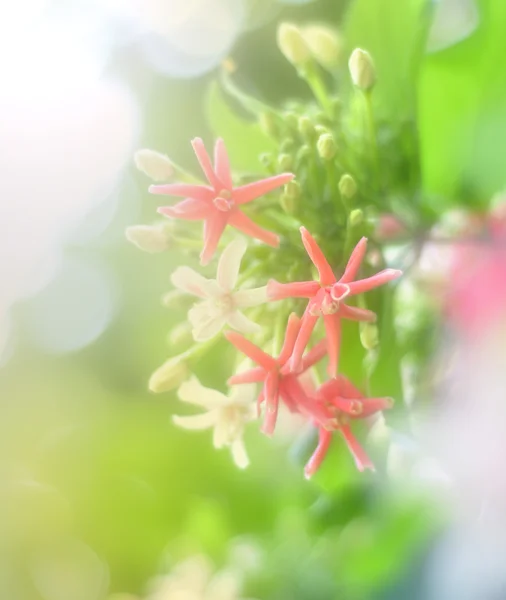 Flor en softfocus —  Fotos de Stock