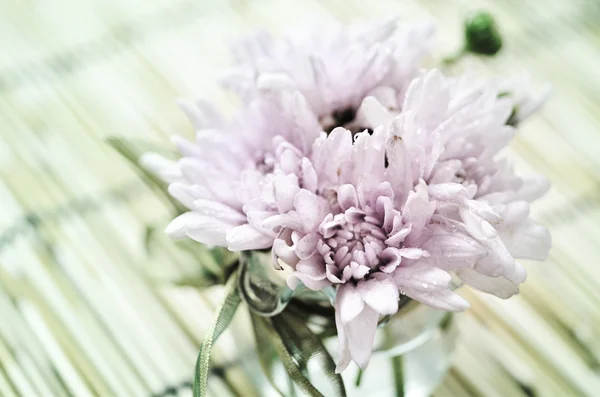 Renk filtreleri ile yapılan güzel çiçekler — Stok fotoğraf