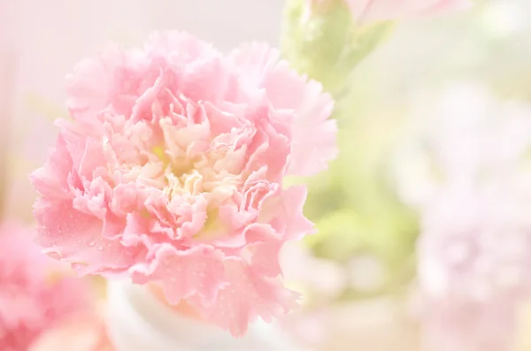 美丽的花朵，用彩色滤光片 — 图库照片