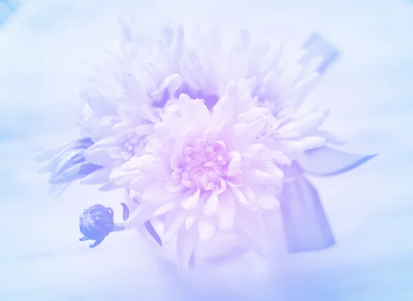 Красиві квіти з кольорових фільтрів — стокове фото