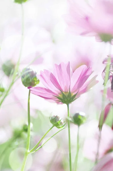 Söta blommor i mjuk stil för bakgrund — Stockfoto