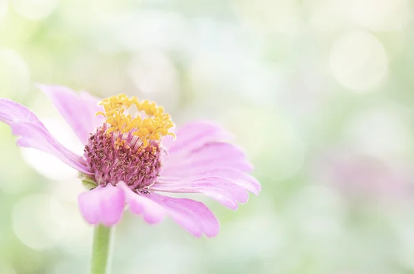 Słodkie kwiaty w miękki styl tło — Zdjęcie stockowe