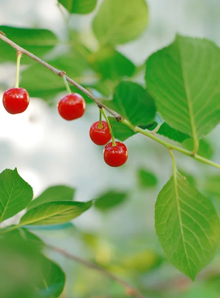 Cerise sur la branche — Photo