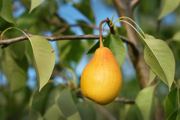 Pear — Stock Photo, Image