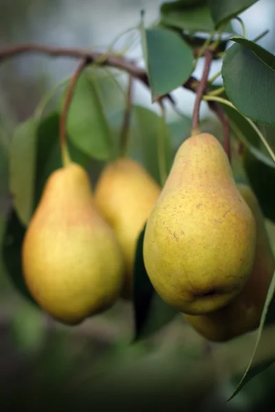 Pears — Stock Photo, Image