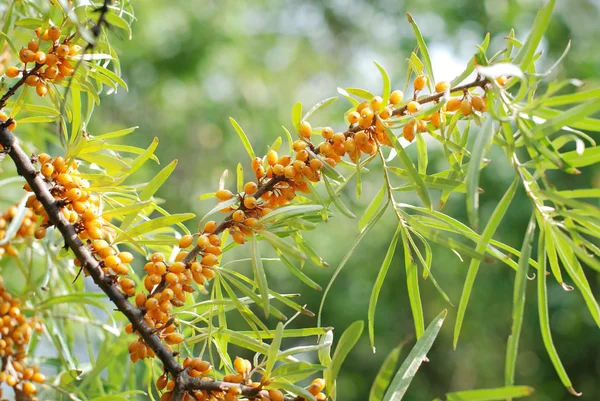 Sea-buckthorn — Stock fotografie