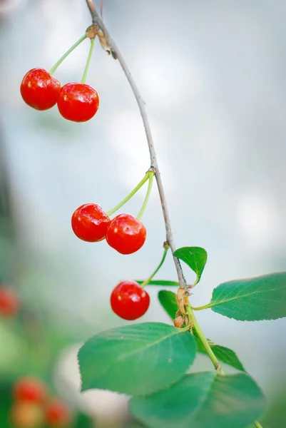 Cereja na filial — Fotografia de Stock